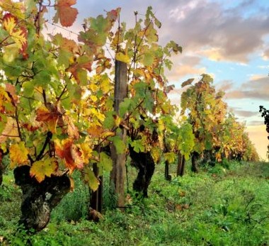 Domaine Colin